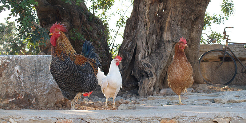 Granja